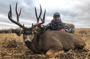 Mule Deer